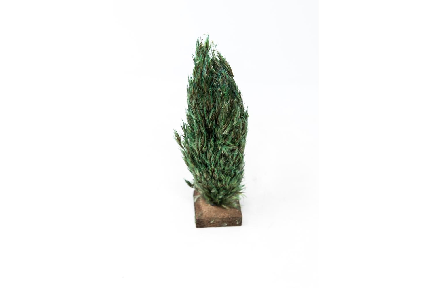 H 15 cm - Alberi Presepe